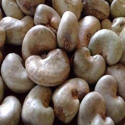Raw Cashew Nut Manufacturer Supplier Wholesale Exporter Importer Buyer Trader Retailer in Aurangabad Maharashtra India